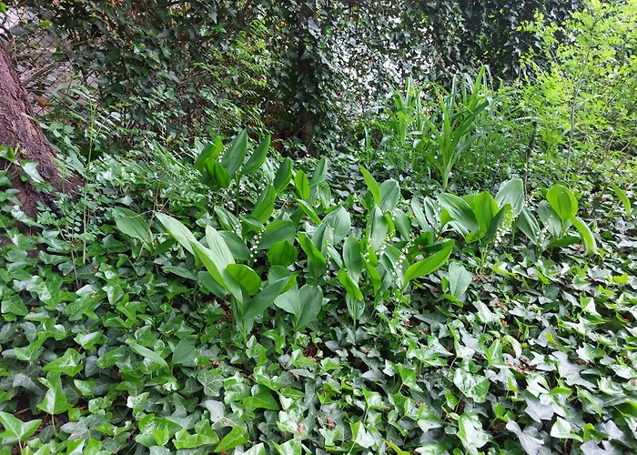 罗西察一室公寓 公寓 索菲亞