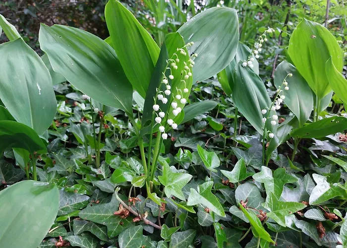 罗西察一室公寓 *