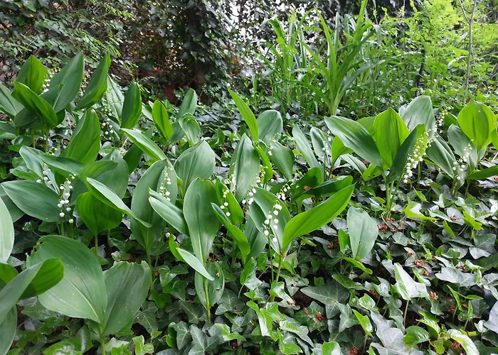 罗西察一室公寓 公寓 索菲亞