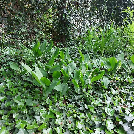 Rositza Apartman Szófia