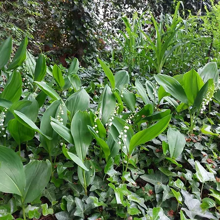 Rositza Appartement Sofia